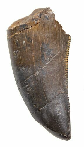 Serrated, Juvenile Tyrannosaur Tooth - Montana #43654